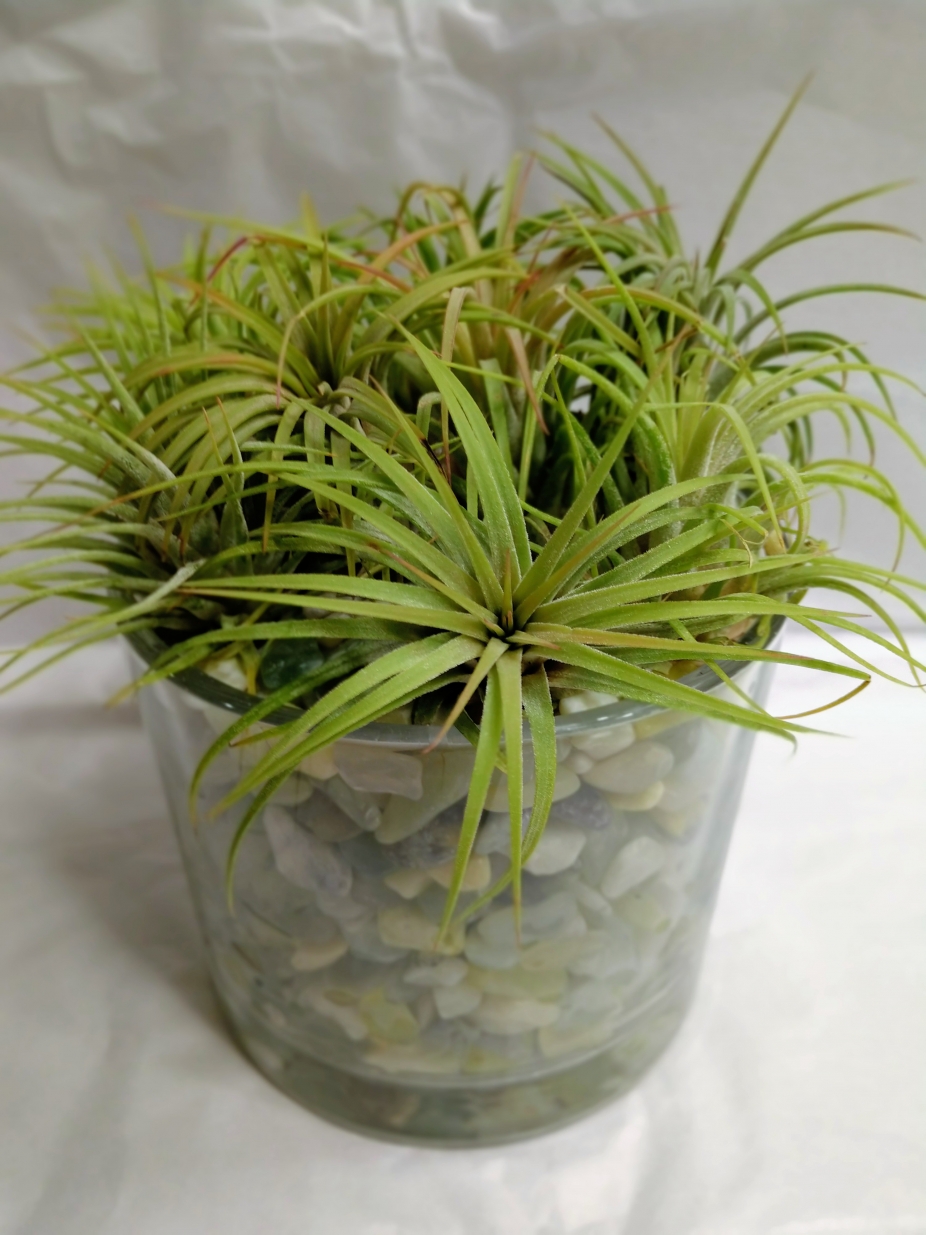 Large airplant container garden by VerdantJoyCreations
