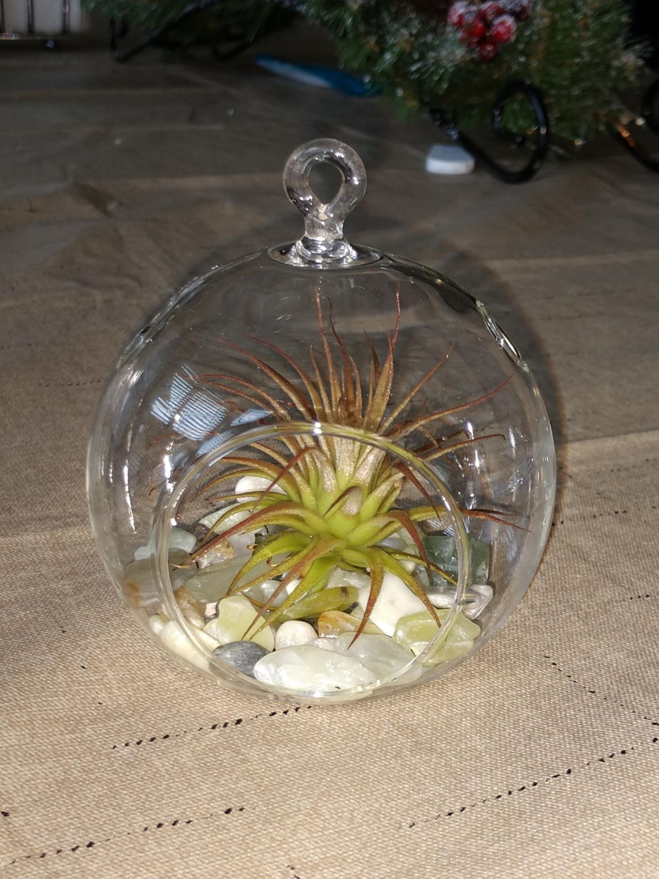 Small airplant orb hanging terrarium by VerdantJoyCreations