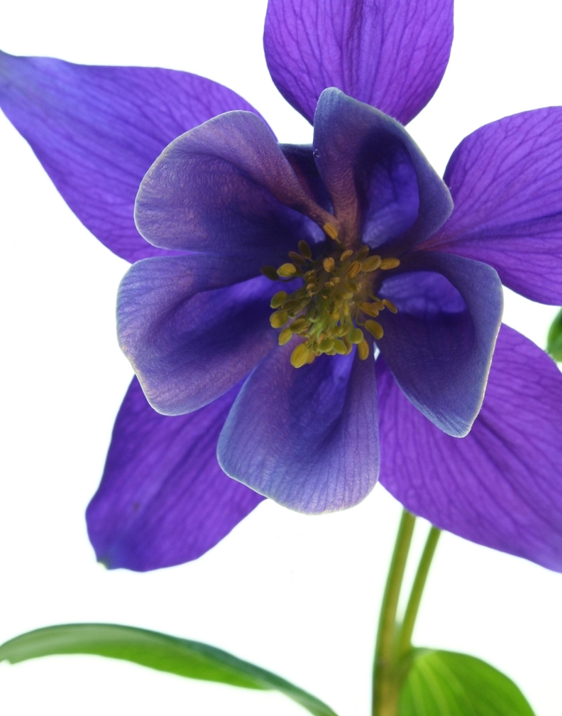 Purple Columbine by dapplebaydesign, Photography on iCraftGifts.com