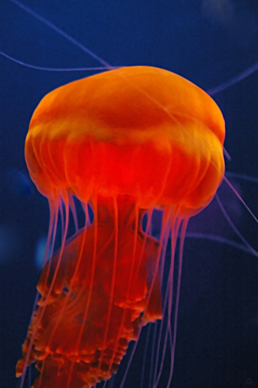 Orange jellyfish iii free shipping by Rainwolf, Photography