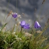 Blue Flowers in Swiss Alps, Photo Print 8' x 6' 