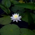 Water Lily, Lake, Algonquin Park, Photo Print 8' x 6'  
