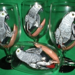 african gray parrot  ice teas