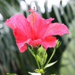 Tropical Hibiscus, unframed photo print