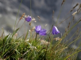 Blue Flowers in Swiss Alps, Photo Print 8' x 6' 