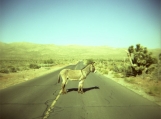 desert donkey