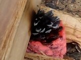 BFB Pine Cone Fire Starters