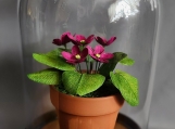 African Violets in a dome