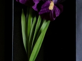 Twin irises shadow box