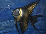 Angel Fish Mixed Media Painting #0493 $150.00