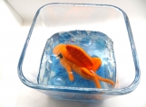 Square goldfish bowl with blue glass stones
