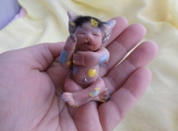 Ooak Baby Boy ( Polymer Clay) Baby Elf Tonnor