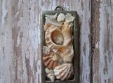 Sea Shell Pendant Shells are from Sarasota Beach Fl