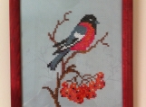 "Bullfinch in winter time"