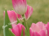 Pink Tulips 2 Original Prints 