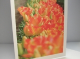Tulips. Spring Colors. Orange. Photo notecard. 