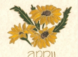 p283 FLOWER OF THE MONTH APRIL- DAISY