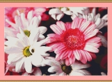 Gerberas And Chrysanthemums Cross Stitch Pattern