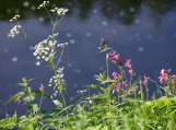 Summer Flowers by the Pond, Photo Print 8' x 6'   