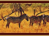 Zebras Cross Stitch Pattern