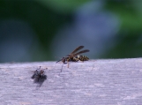 Bee with a fly on a rail