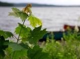 Branch & Two Canoes on Lake, Algonquin Park, Photo Print 8' x 6'