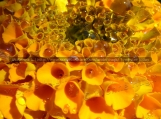 Droplets on Marigold