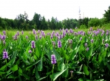 Wild Flowers in Algonquin Park, Canada, Photo Print 8' x 6'   