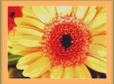 Apricot Gerbera Cross Stitch Pattern