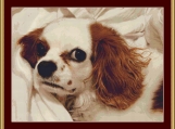 Cavalier Puppy Cross Stitch Pattern