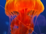 Orange Jellyfish I   Free Shipping