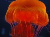 Orange Jellyfish II   Free Shipping