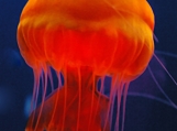 Orange Jellyfish III   Free Shipping