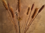 Bouquets of wheat spikes