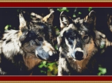 A Pair Of Grey Wolves Cross Stitch Pattern