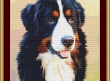 Bernese Mountain Dog Cross Stitch Pattern