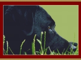 Black Labrador Cross Stitch Pattern