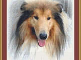 Collie Cross Stitch Pattern