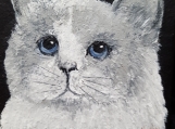 Masked Grey & White Cat