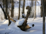 Forest Swan, Canadian Winter, Photo Print 8' x 6' 