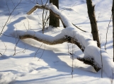 Swan Branch in Winter Forest, Canada, Photo Print 8' x 6' 