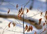 "Winter Branch" Photo Print 8' x 6'  
