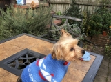 Dog sailor sweater