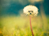 Make a Wish 8x8 photo print