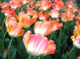 Petals in The Wind