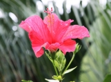 Bermuda Hibiscus, Photo Print 8' x 6' 