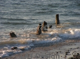 Old Pier N Tide Photo