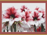 Amaryllis Cross Stitch Pattern