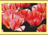 Tulips Cross Stitch Pattern