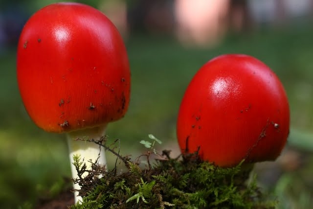 Red Mushrooms